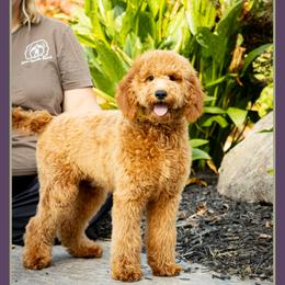 Paige - Red  female Goldendoodle puppy in Connersville, Indiana from Deaz Doodle Ranch