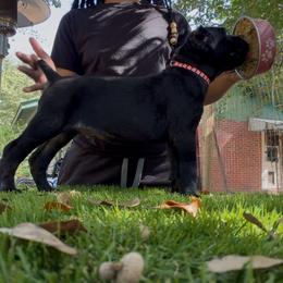 Red boy - Fawn male Cane Corso puppy in Saluda, South Carolina from Brooks Imperial Corso