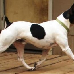 Rat Terriers from Usona Rat Terriers
