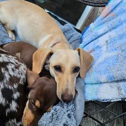 Skye - Dachshund