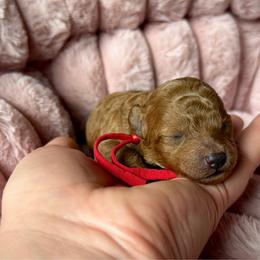 Goldie - Red  female Poodle puppy in Elkhorn, Nebraska from Orel Toy & Miniature Poodles