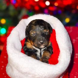 Scary Spice - Phantom female Goldendoodle puppy in Kissimmee, Florida from Poodle Doodle Kennels