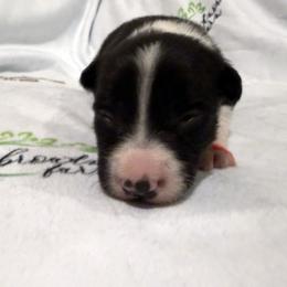 Girl 2 - female Border Collie puppy in Paris, Texas from Broadmoor Farm