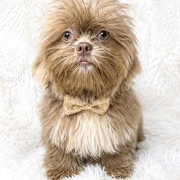 Baron - Lilac male Shih Tzu puppy in Riverside, California from Be Dazzled Shihtzu