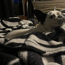 French Bulldog and Neapolitan Mastiff All Grown Up from Unique Uprisings