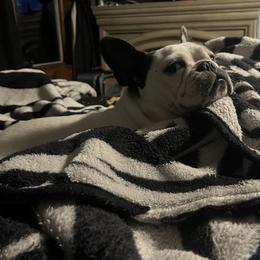 French Bulldog and Neapolitan Mastiff All Grown Up from Unique Uprisings