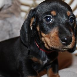 Boy 5 - Black and tan male Dachshund puppy in Craig, Colorado from Rocky Mountain Shih Tzus and Dry Creek Miniature Dachshunds