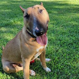 Bull Terriers from Forever Young Bull Terriers