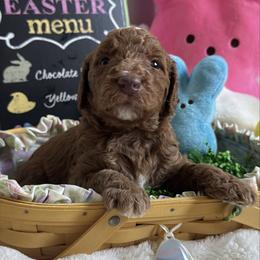 Marty (Robbins) - Red  male Goldendoodle puppy in Eagleville, Tennessee from Nash Doodles