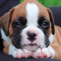 Boxers and French Bulldogs from Dornlea