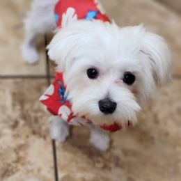 Maltese and Papillons from Floki's Friends