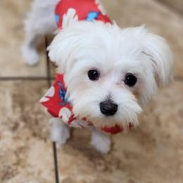 Maltese and Papillons from Floki's Friends