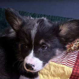 Hunter - Black and tan male Pembroke Welsh Corgi puppy in Lima, New York from Hickory Springs Corgis