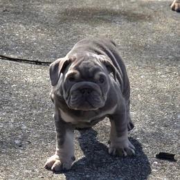 Chloe - Lilac tri-color female Bulldog puppy in Harrisburg, Pennsylvania from Central PA WiggleButts Bulldogs