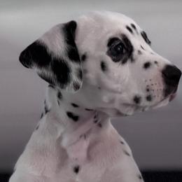 Gray - White and black female Dalmatian puppy in Scarsdale, New York from Jewels and Spots Dalmatians