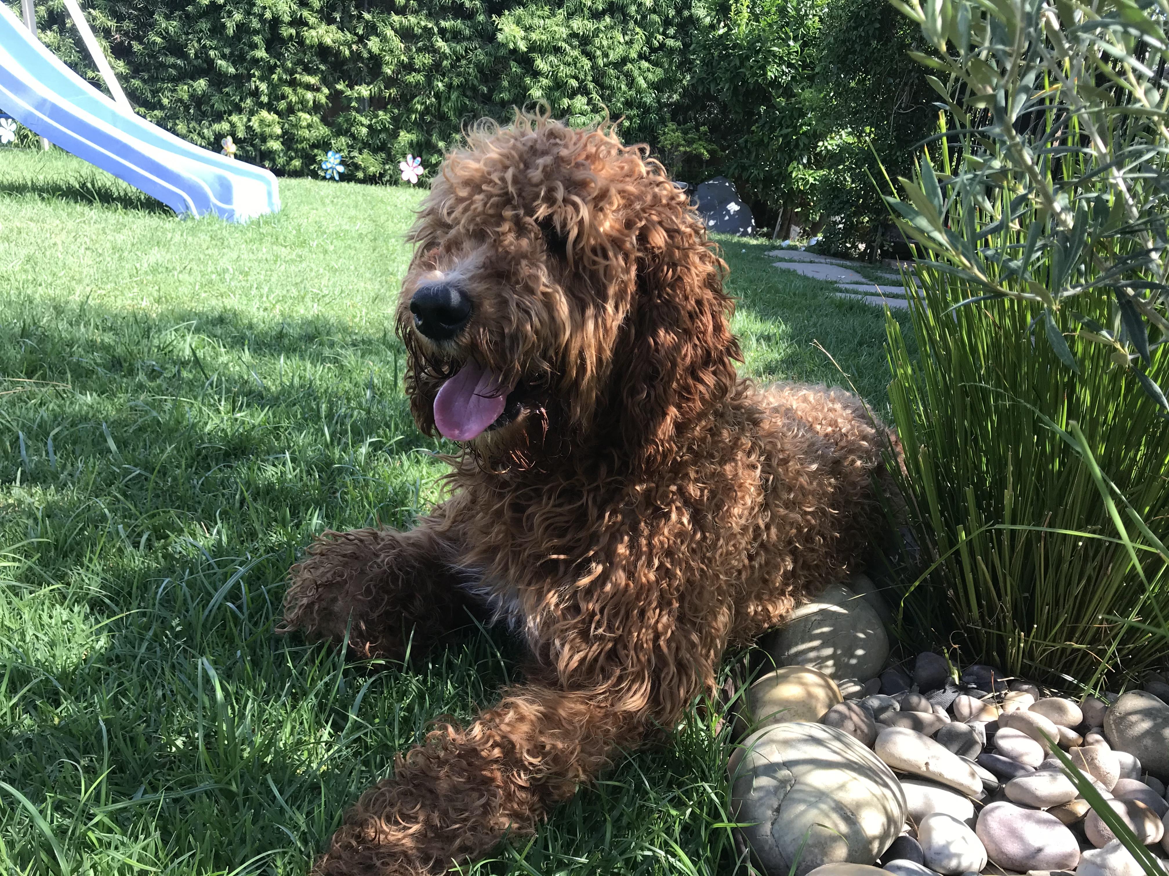 Penny