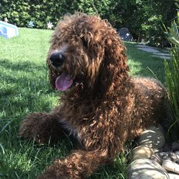 Penny - Goldendoodle