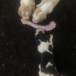 Basset Hound Puppies from Iron Sentry Farms