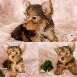 Bonnie - Chocolate and tan female Yorkshire Terrier puppy in Phelan, California from Tiny Tailz