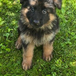 Light Blue Collar Female - Black and red female German Shepherd puppy in Sumner, Iowa from Vom Wilke Kennels