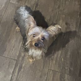 Letty - Yorkshire Terrier