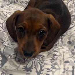 Sophie -AKC Pet Only - Wild boar female Dachshund puppy in Proctor, Montana from Blue Star Dachshunds