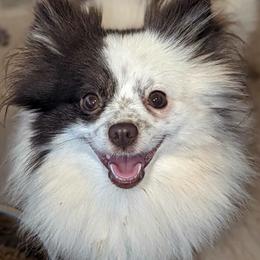 June - Pomeranian