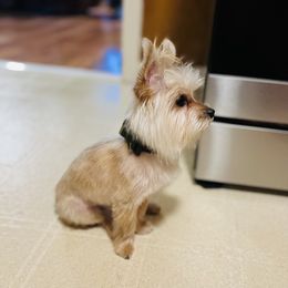 Pax - Yorkshire Terrier