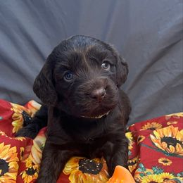Bitzy - Chocolate female Boykin Spaniel puppy in Van Buren, Arkansas from Arklahoma Boykins