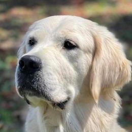 Cammie - Golden Retriever