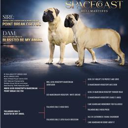 Bullmastiff puppies from Alicia's Pups
