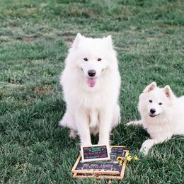 Samoyed All Grown Up from Mountain Legacy Samoyeds