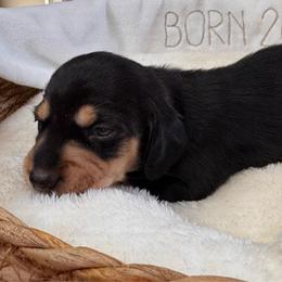 Daisy - Black and tan female Dachshund puppy in Wallingford, Kentucky from Hensley Homestead Dachshunds