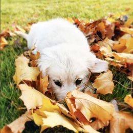 Golden Retriever Puppies from Olivia Denham