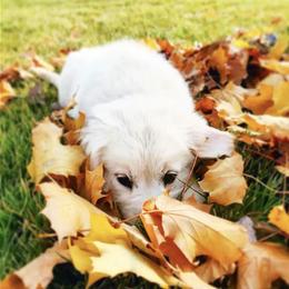 Golden Retriever Puppies from Olivia Denham