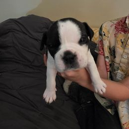 MOBY - Black and white male Boston Terrier puppy in Anderson, South Carolina from Lola’s House of Bostons & Rescue