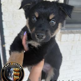 Chandler - Black tri-color male Australian Shepherd puppy in Lubbock, Texas from Always Awesome Aussies