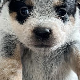 Girl 5 - Blue female Australian Cattle Dog puppy in Norton, Ohio from Australian Cattle Dog Company