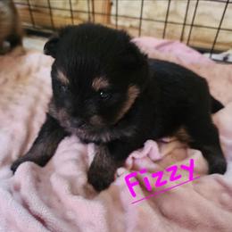 Fizzy - Black and tan female Pomeranian puppy in Tyner, Kentucky from Tanner's Majestix Kennels