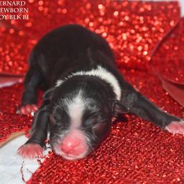 Bernard - Black male Miniature Australian Shepherd puppy in Patterson, North Carolina from DreamLine Aussies