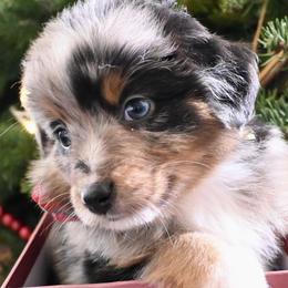 Mr. Talbot - Blue merle male Miniature American Shepherd puppy in Damascus, Oregon from Rebel Soul Minis