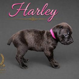 Jael - Black brindle female Cane Corso puppy in Elkhart, Indiana from Martins Almighty Cane Corsos