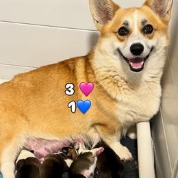 Pembroke Welsh Corgi puppies from Cahas Corgis of Virginia