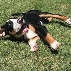 Greater Swiss Mountain Dog Puppies from Silver Oak Swissies