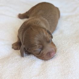 Elle - Chocolate and tan female Dachshund puppy in Waddell, Arizona from The Bearded Companions