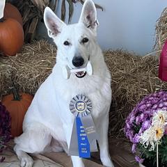 Berger Blanc Suisses from Hollybrook White Shepherds