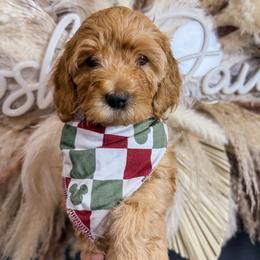 Noel - Apricot male Goldendoodle puppy in Pearland, Texas from Posh Paws Puppies