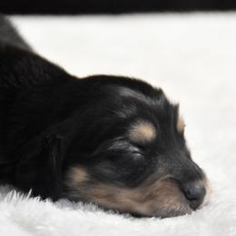 Wrangler -pet only- - Black and cream male Dachshund puppy in Momence, Illinois from Happy Little Doxies
