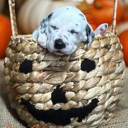 Ginny Weasley - White black and tan female Dalmatian puppy in Whitwell, Tennessee from Rock a Dalmatian “RockADal”