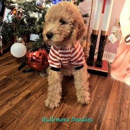 Kahlua - Parti female Goldendoodle puppy in Trinity, North Carolina from Gallimore Doodles
